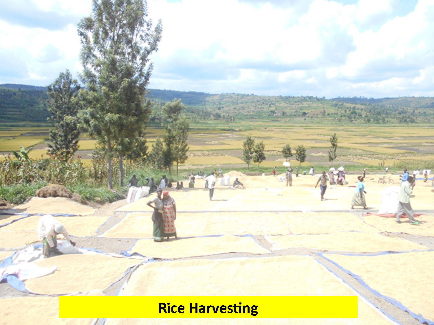 Rice Harvesting